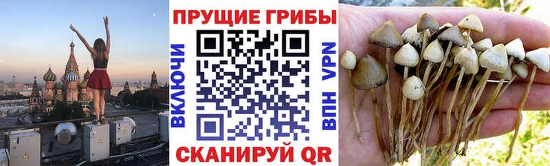 KRAKEN ссылка  Кумертау  Псилоцибиновые грибы прущие грибы 